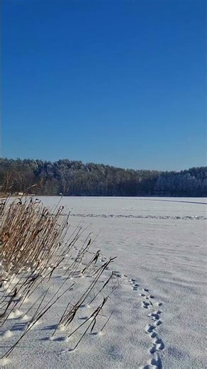 Following Deer Trails on Frozen Lake | ASMR Crisp Snow Crunch #asmr #frozenlake #relax #cozynights