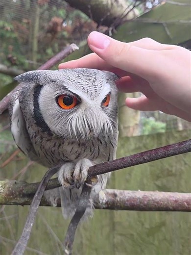 Petting an owl