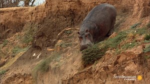 40K views · 223 reactions | How does a 15-foot hippo move his...
