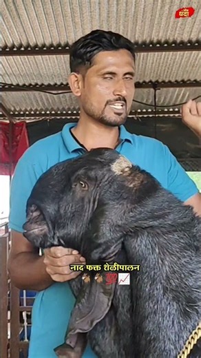 एक लाख 51 हजार रुपयाला आणलेल्या पिल्लाची किंमत सध्या 11 लाख रुपये आहे. नोकरीमध्ये एवढा पैसा आहे का?