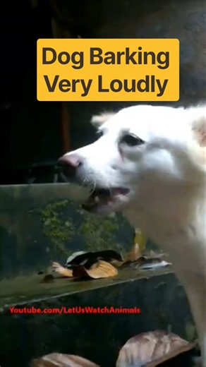 Dog Barking Very Loudly Sounds