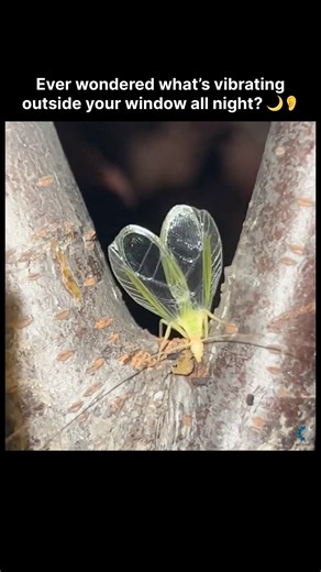 Ever Wondered What Vibrates Outside Your Window All Night? 🌙🦗 #shorts