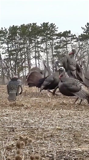 I Thought gobbler Was Gone… Listen to This Call Back #turkeyhunting #archery #gobblerhunting