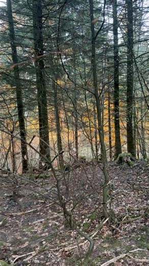 Morille conique 2026,ÉVOLUTION au 07 avril (CF 20 mars),#morchella conica