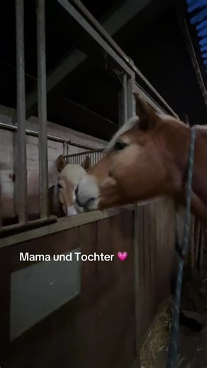 Meine zwei Lieblinge 💗#sporthaflinger #haflinger #pferde #fyy #zucht