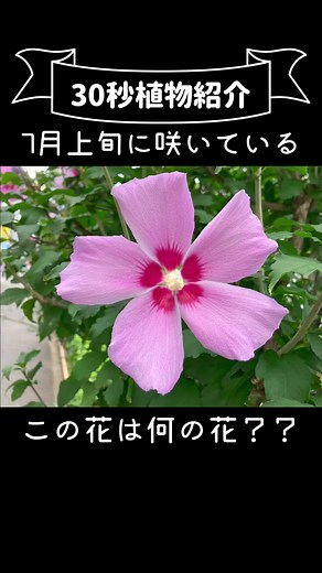 ムクゲの魅力と見分け方