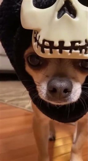 Masked Puppy's Epic Scare Prank
