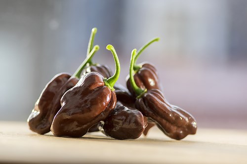 Chile habanero chocolate todo lo que debes saber - Gourmet de México: Vive el placer de la gastronomía.