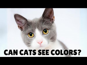 Can Cats See Colors? Exploring the Science Behind Feline Vision