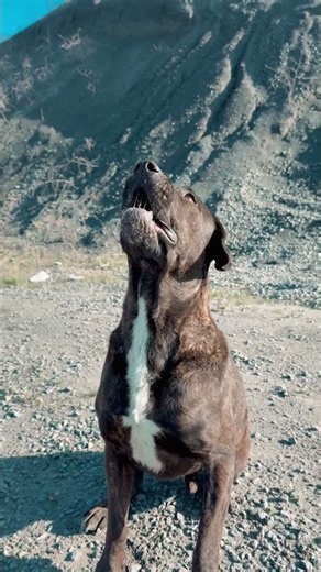 Adorable Brindle Dog Enjoying Stunning Mountain Views 🐶⛰️#birds #reeflife #wildlife