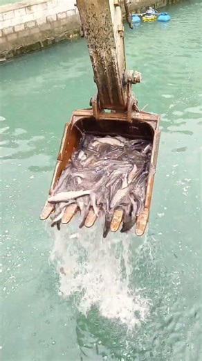 Large-Scale Fish Relocation: Using Heavy Machinery for Rapid Aquatic Stocking