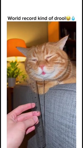 This drool deserves a trophy🐱💧#shorts #funny #cat #sleep
