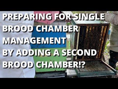 Preparing for single brood chamber management by adding a second brood chamber!