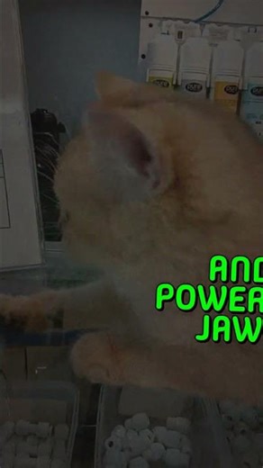 The Secret Weapon of the Clouded Leopard Did you know the clouded leopard has the...