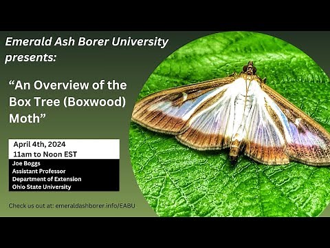 An Overview of Box Tree (Boxwood) Moth