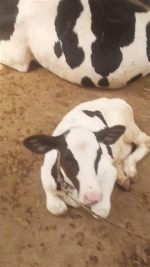 cow dairy farm #cow #dairyfarmingverma dairy farmverma dairy farm