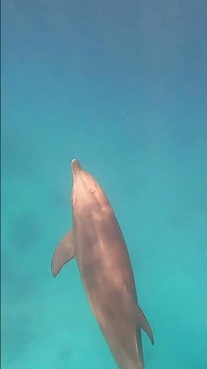 🐬 Delfinschwimmen Hurghada – Exklusive Delfin-Tour mit Sea Life for Diving