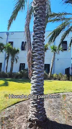 I've learned how to identify 2 different palm trees down here in Georgia! #palmtrees #datepalm #wildfood #wildedibles #georgiacoast #jekyllisland | The gardening nurse