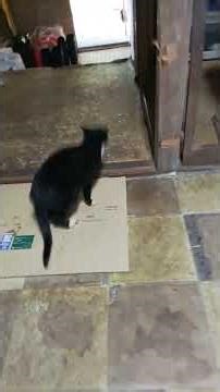 Dance Furyu Eisa Jitterbug Mambo Dance with a realistic smile → Health