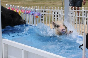 Pig racing show images and videos - Chase's Racing Pigs