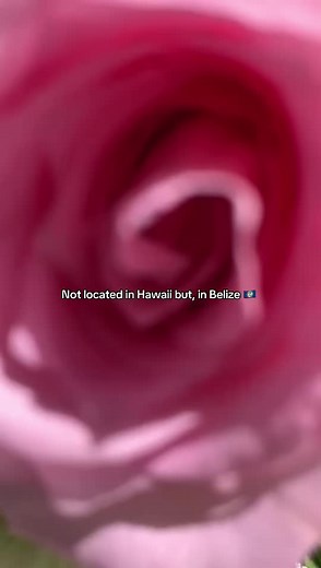 Explore the Beauty of Belize: A Floral Wonderland