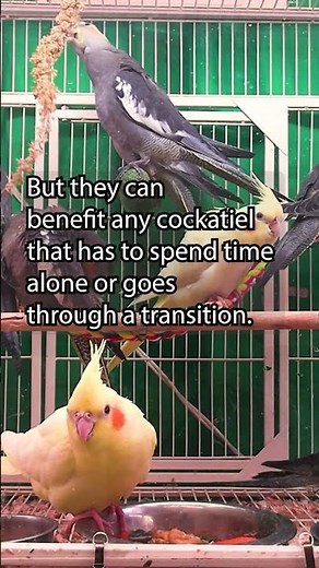 Cockatiel companionship