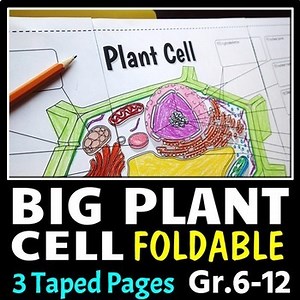 Plant Cell - Big Foldable for Interactive Notebook or Binder