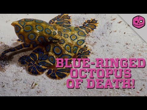 Australia's Blue-Ringed Octopus will DESTROY you!