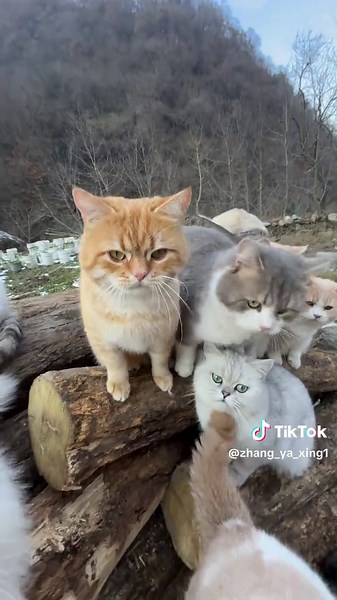 小猫治愈世界：探索猫咪的魅力