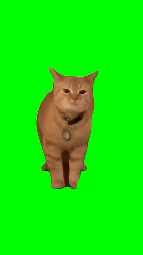Yadro | Green Screen & Memes on Instagram: "Green Screen I Go Meow Meme #greenscreen #greenscreenvideo #chromakey #cat #cats #catmeme #catmemes #catmemesdaily #igomeow #singingcat"