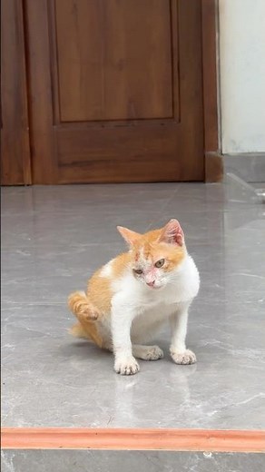 Cats Can't Scratch 🐈