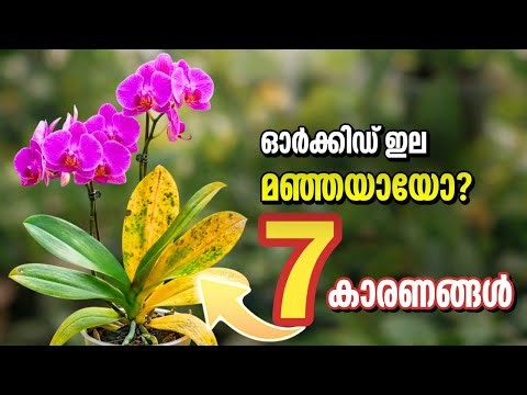 ഓർക്കിഡ് ഇല മഞ്ഞയായോ? 7 കാരണങ്ങളും പരിഹാരവും | Yellowing of Leaves in Orchids