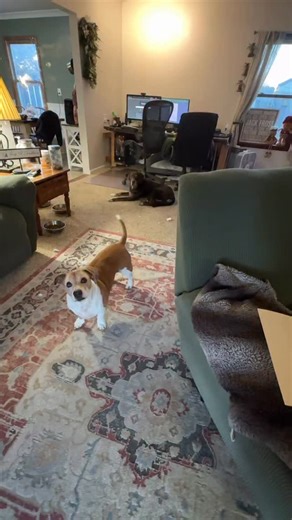 You, Me & The Dogs on Instagram: "Merry Christmas Instagram !! Sam & Sausage wanted to give you a digital gift !! Comment below if you want me to send you the file to print at home ❤️🥳"