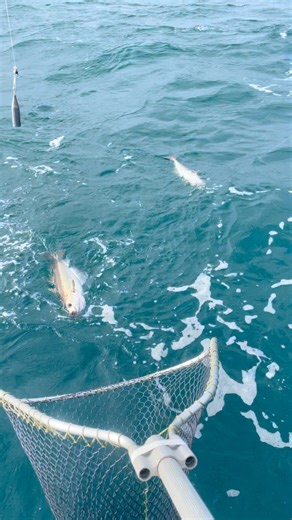 Dawn Tide Charters on Instagram: "Out yesterday doing some homework from Eastbourne With Aaron & Mick 🎣 These boys know what they are doing they have been at it for years 👍🏻 Anyway we had a small weather window to shoot out & hit some pollack 🎣🎣🔥🔥 We certainly did that with triple & double hook ups nearly every drift & a proper stamp of fish too! Il do a proper report shortly got some great footage & content to upload 🔥 The plan is coming together stay tuned 👀 www.dawntidecharterfishing