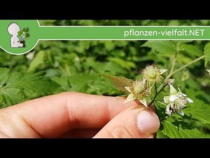Himbeere - Blüte/Blüten - 10.05.18 (Rubus idaeus) - Essbare Wildpflanzen bestimmen