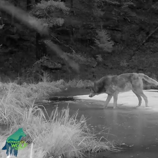 Rare footage of wolf chasing beaver over melting ice