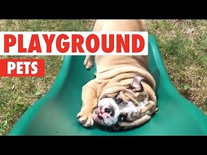 Playground Pets | Funny Pet Video Compilation 2018