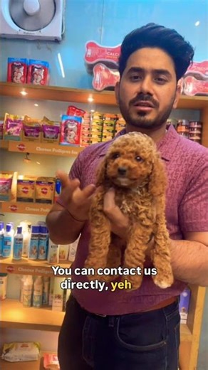 Cockapoo puppies for sale in India #cockapoo