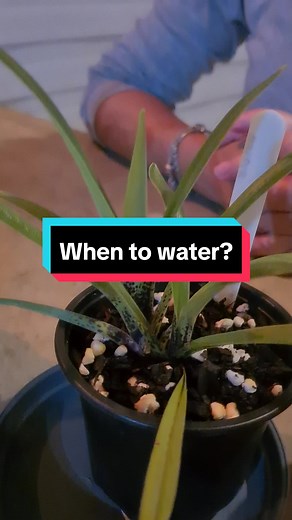 How to Water Orchids: Tips and Tricks for Proper Orchid Care