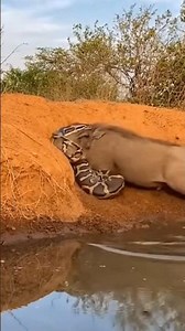 Python ate Warthog 🤯 Part 7 #python #burmesepython #warthog #snakeattack