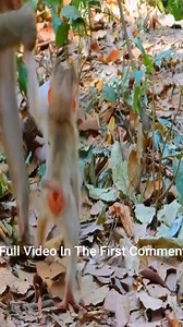 4.6K views · 38 reactions | How to teaching to walk | Monkey history 2024 | Facebook