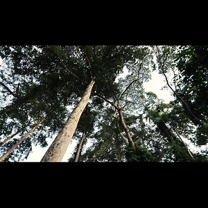 Success Stories | Central African Republic a Resource Rich Nation