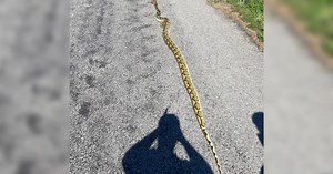 Deputies euthanize injured 11-foot python in Wayne County