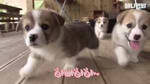 205K views · 9.7K reactions | So. Many. Puppies. Prepare for the cutest video you have ever seen  | ZAPZEE | Facebook