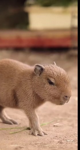 Teacup Baby Capybara - A Cute and Unique Pet