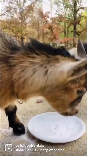 Goat bloat home remedy - it works!