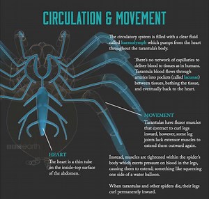 Tarantulas can measure up to twelve inches across, with fangs up to one inch long. Take a journey inside the body of this formidable predator. http://bbc.in/1toparr | BBC Earth