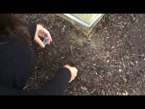 Lead testing kit: Soil sample