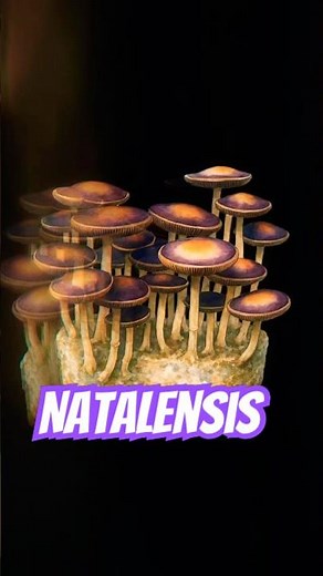 Nats #mycology #mushroom #spore #fungi #mycelium #natalensis #cubensis #science
