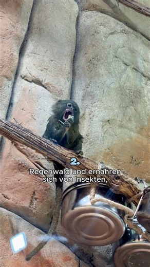 Did you know this about pygmy marmosets? 🐒🥰#hausdesmeeres #vienna #wildlife #animalfacts